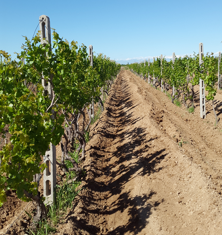 پروژه باغ داربستی انگور با ستون های بتنی 3 متری طرح تیر چراغ برق